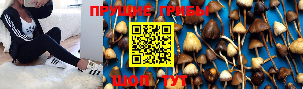 Псилоцибиновые грибы Cubensis Озёры